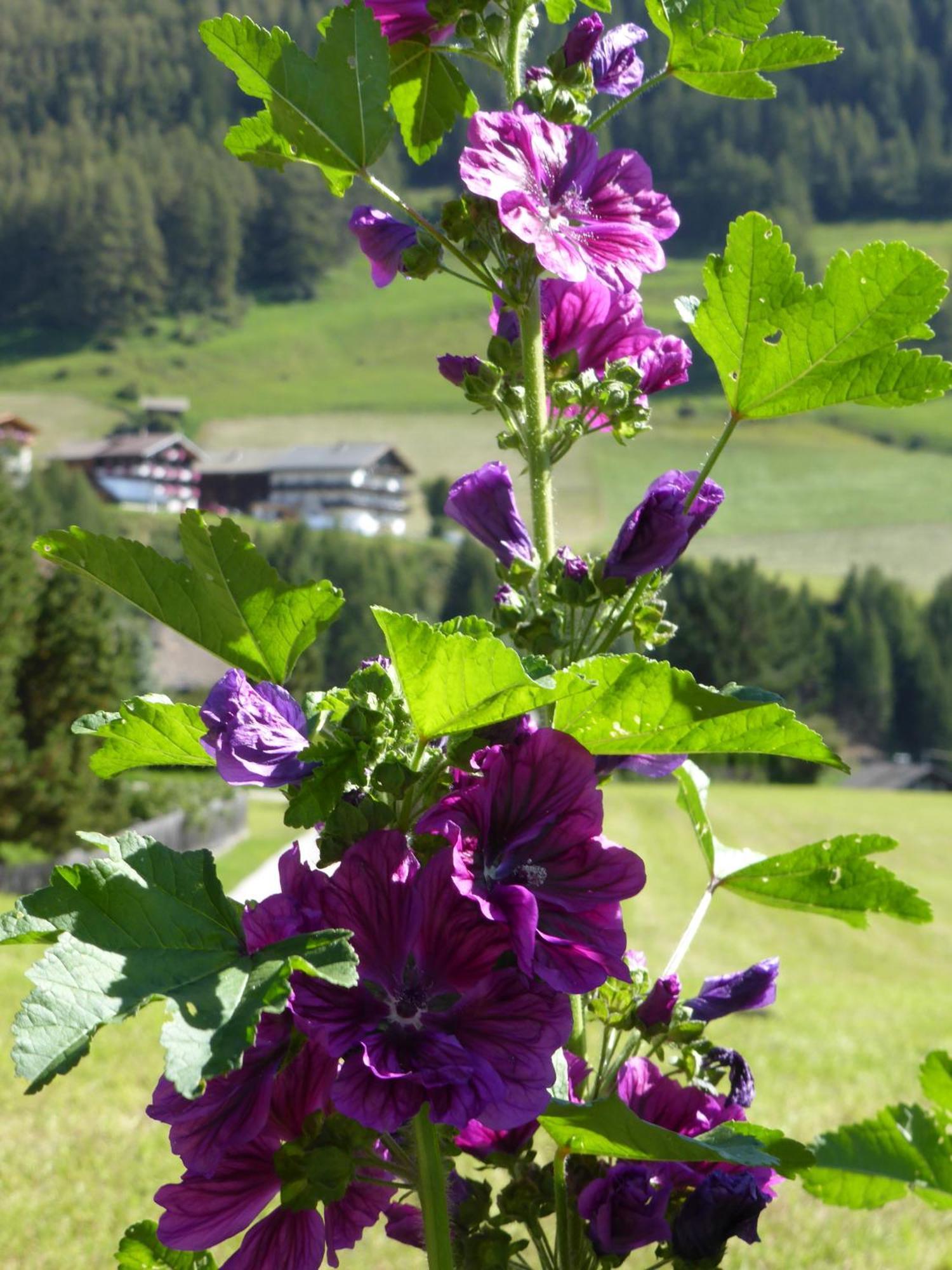 Apartment Haus Panoramablick Kals am Grossglockner
